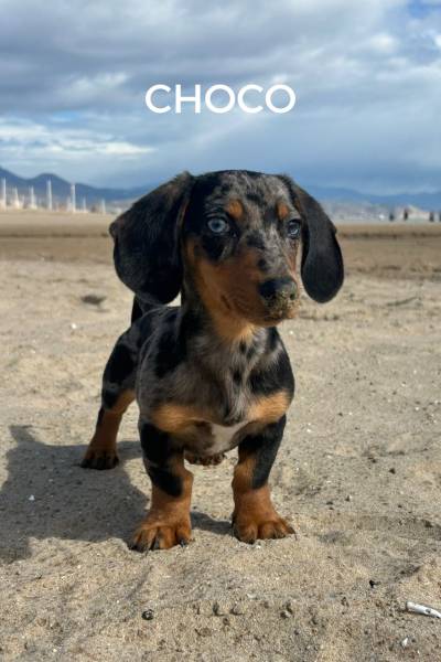 CACHORROS FELICES - 1