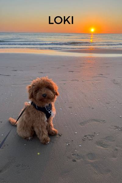 CACHORROS FELICES - 1