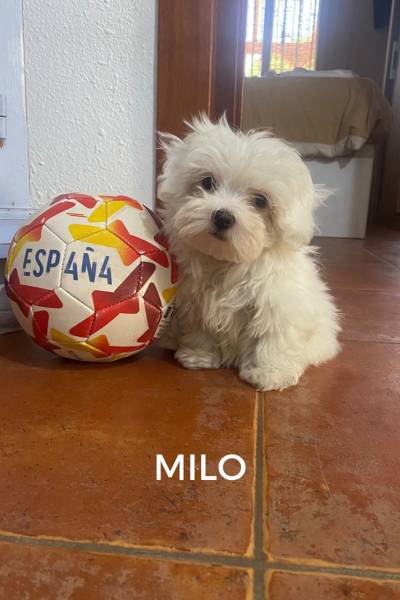 CACHORROS FELICES - 1