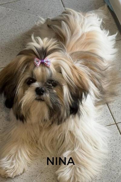 CACHORROS FELICES - 1