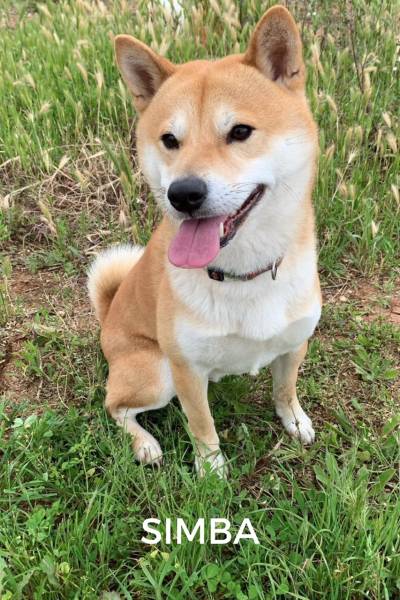 CACHORROS FELICES - 1