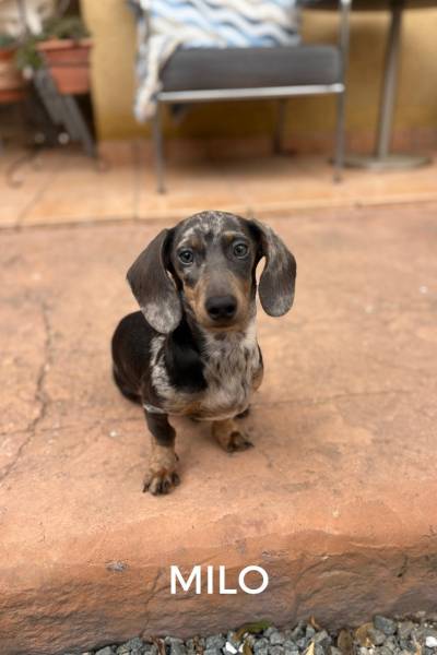 CACHORROS FELICES - 1