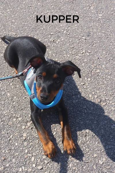 CACHORROS FELICES - 1