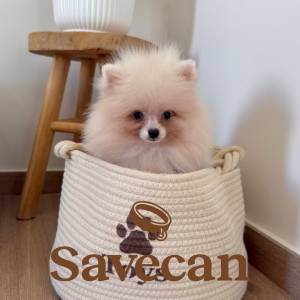 Lulú de Pomerania macho