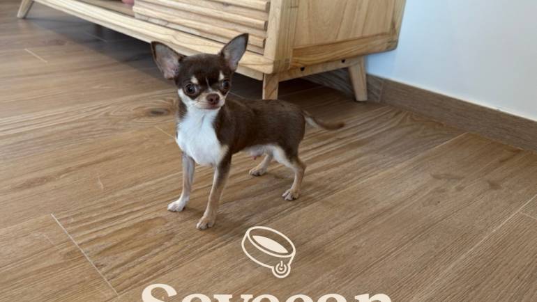 Guía para comprar cachorros por raza en España