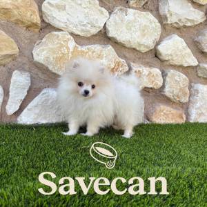 Lulú de Pomerania macho