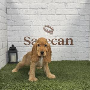 Cocker Inglés hembra