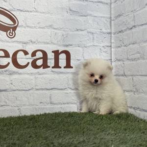 Lulú de Pomerania macho