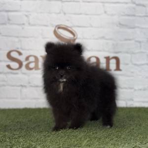 Lulú de Pomerania hembra