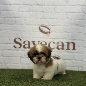 Shih Tzu Macho