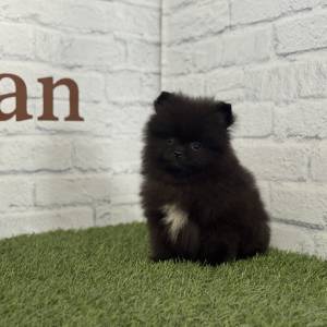 Lulú de Pomerania macho