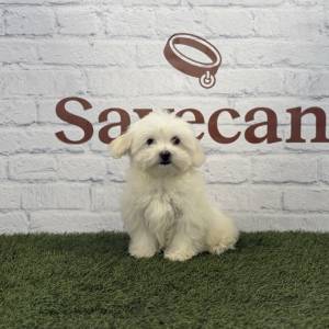 Bichón Maltés macho