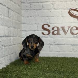 Teckel hembra negra merlé