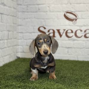 Teckel hembra blue merlé