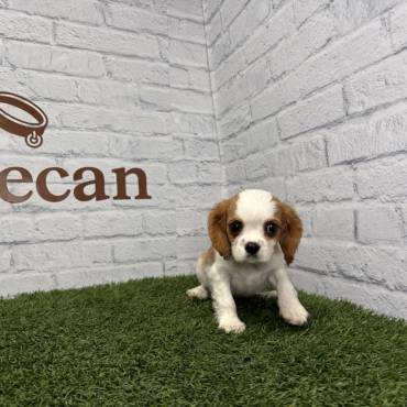 Consejos para comprar cachorros online de forma segura