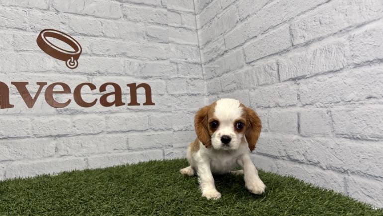 Consejos para comprar cachorros online de forma segura