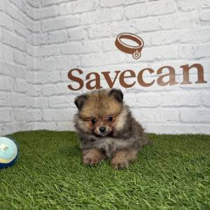 Lulú de Pomerania macho