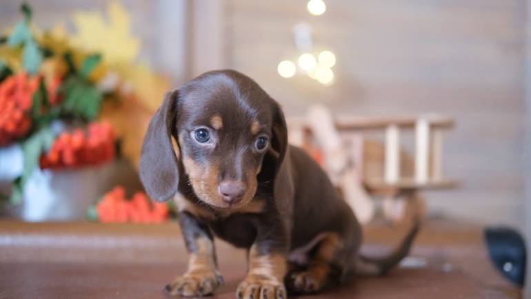 Guía para comprar cachorros por raza en España