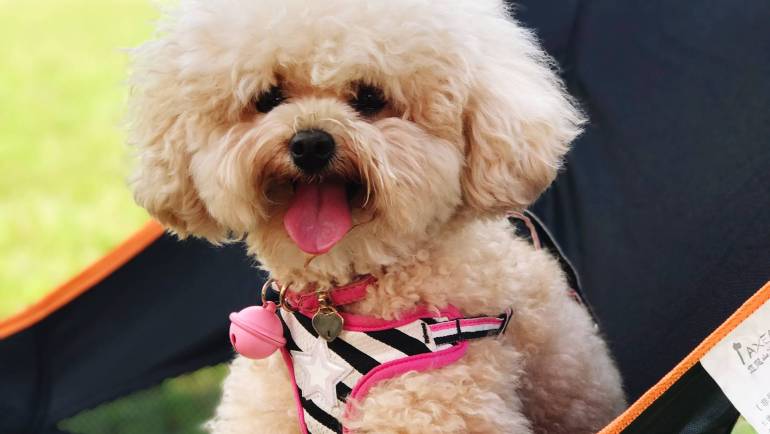 Errores al comprar cachorros y cómo evitarlos en España