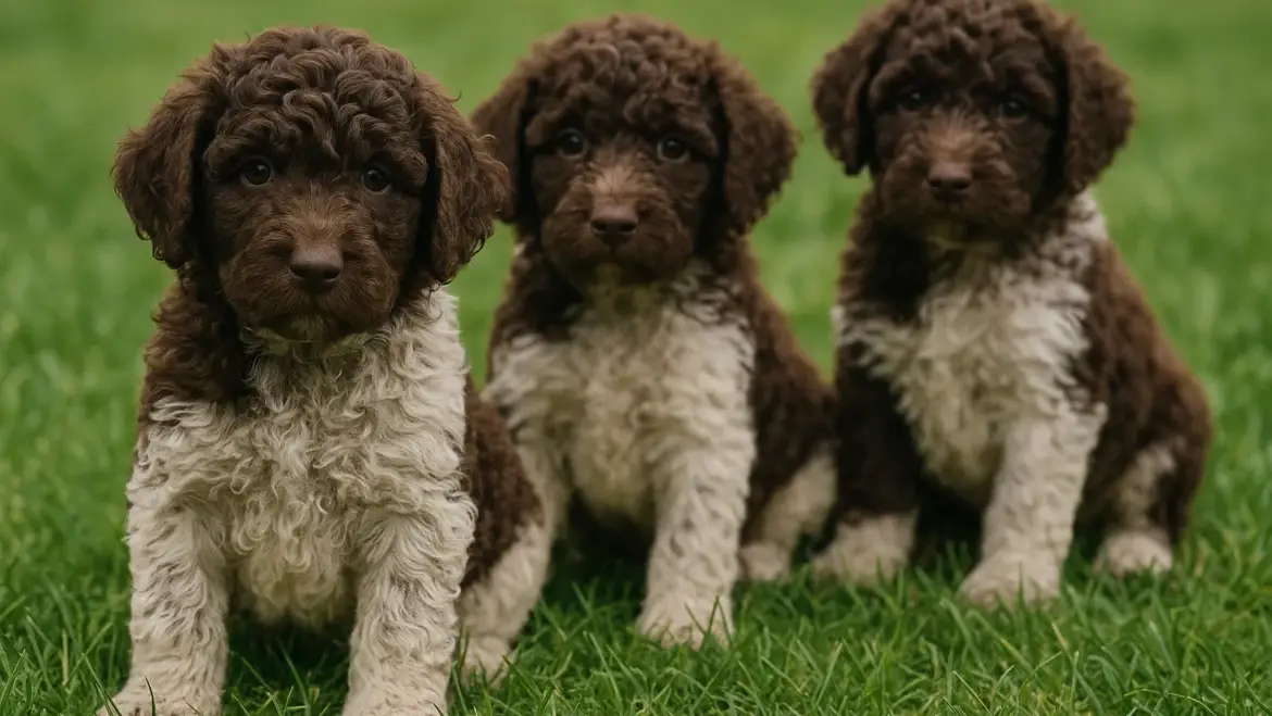Criadero de Perro de Aguas. Inteligente
