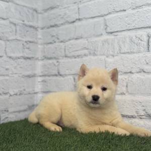 Shiba Inu Macho