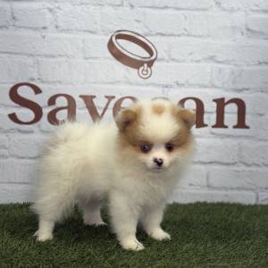 Lulú de Pomerania macho