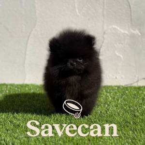 Lulú de Pomerania macho