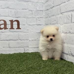 Lulú de Pomerania macho