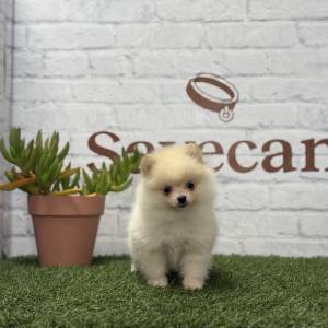 Lulú de Pomerania hembra