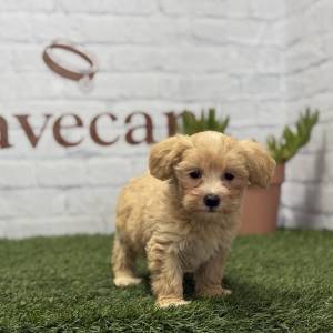 Maltipoo hembra