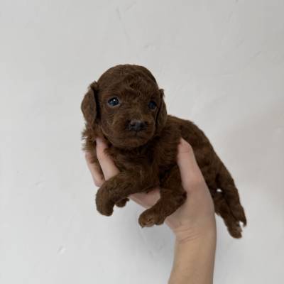 IMG_7457 2 en tamaño grande