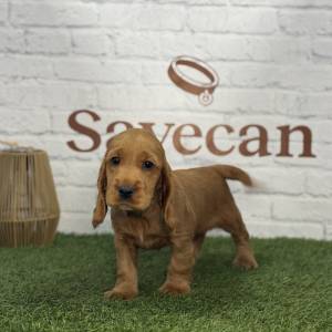 Cocker Inglés hembra