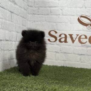 Lulú de Pomerania macho