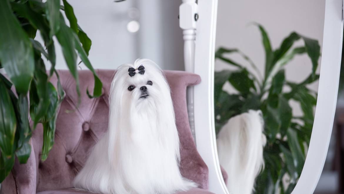 Bichón maltés coreano