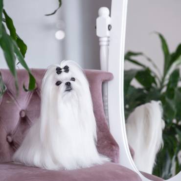 Bichón maltés coreano