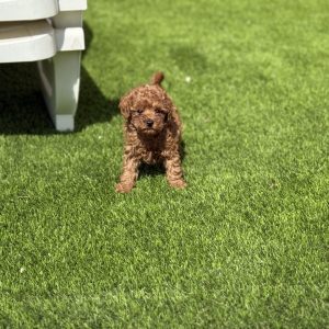 Caniche macho toy
