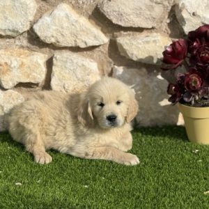 Golden Retriever hembra