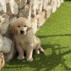 Golden Retriever hembra