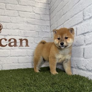 Shiba Inu Hembra