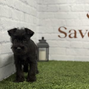 Schnauzer Miniatura Macho