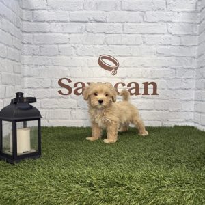 Maltipoo macho
