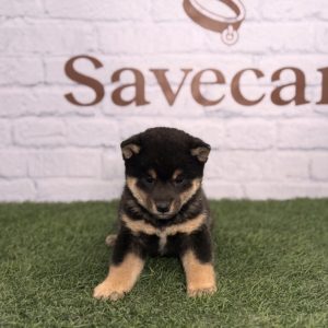Shiba Inu Hembra