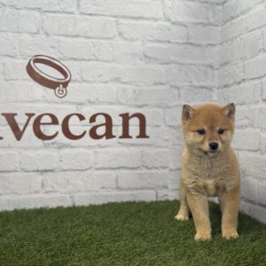 Shiba Inu Hembra