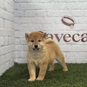 Shiba Inu Macho
