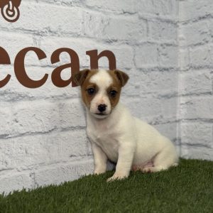 Jack Russell macho