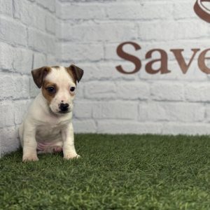 Jack Russell hembra