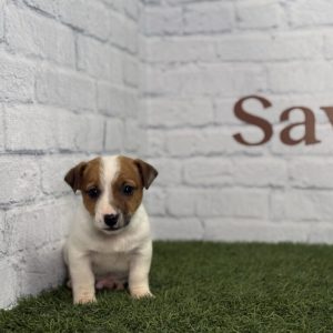 Jack Russell macho