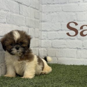 Shih Tzu macho