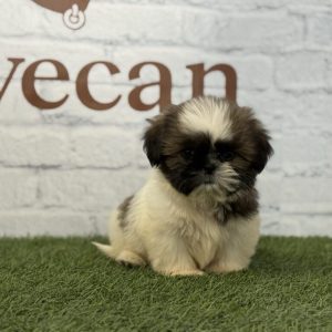 Shih Tzu Macho