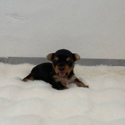 3 semanass en tamaño grande 3 semanass en tamaño grande